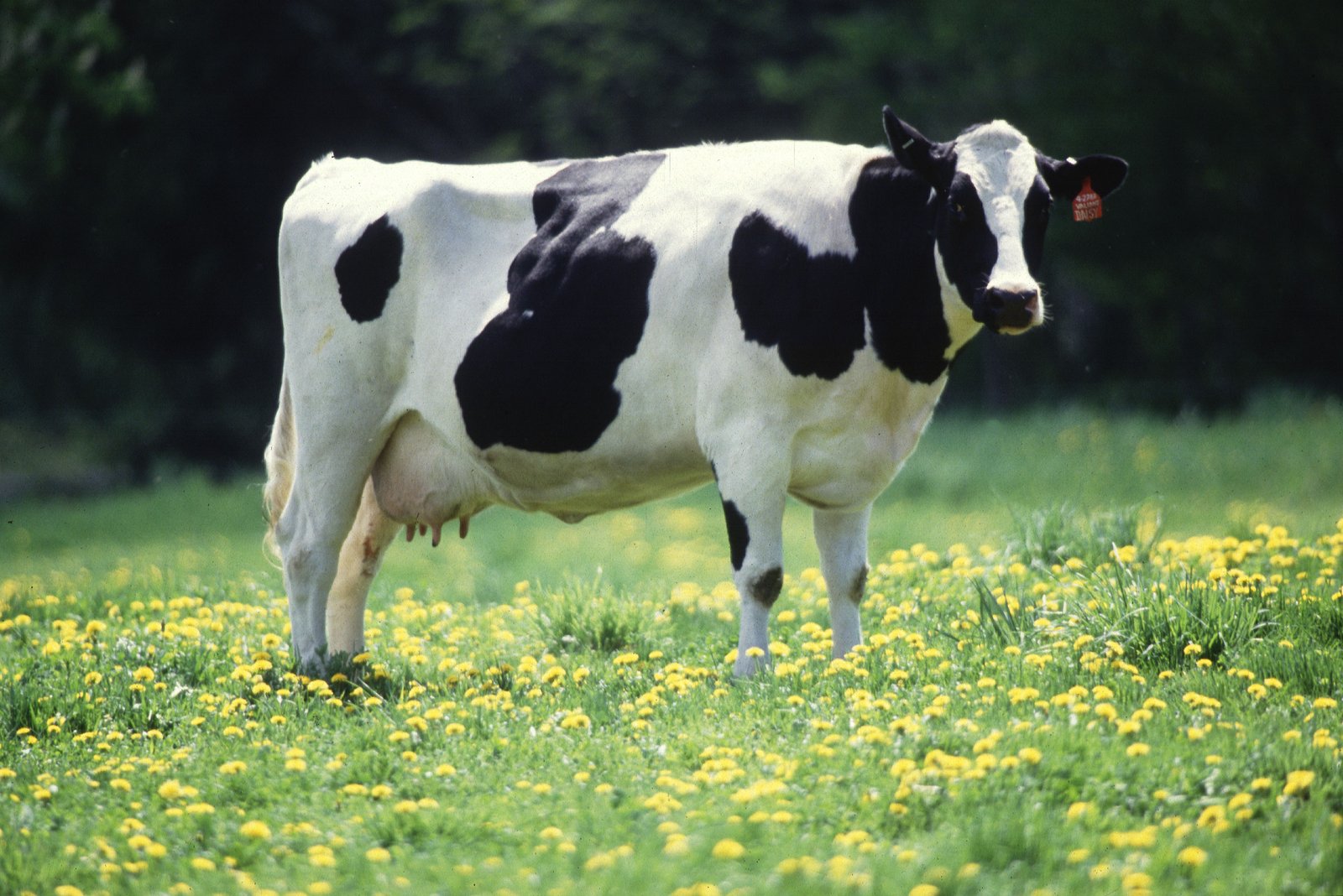 Cattle Feed
