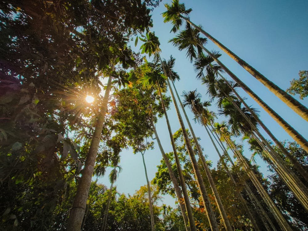 Arecanut Saplings