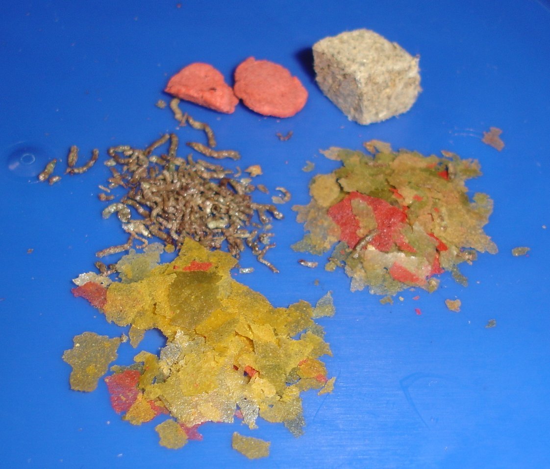 Fish Feed