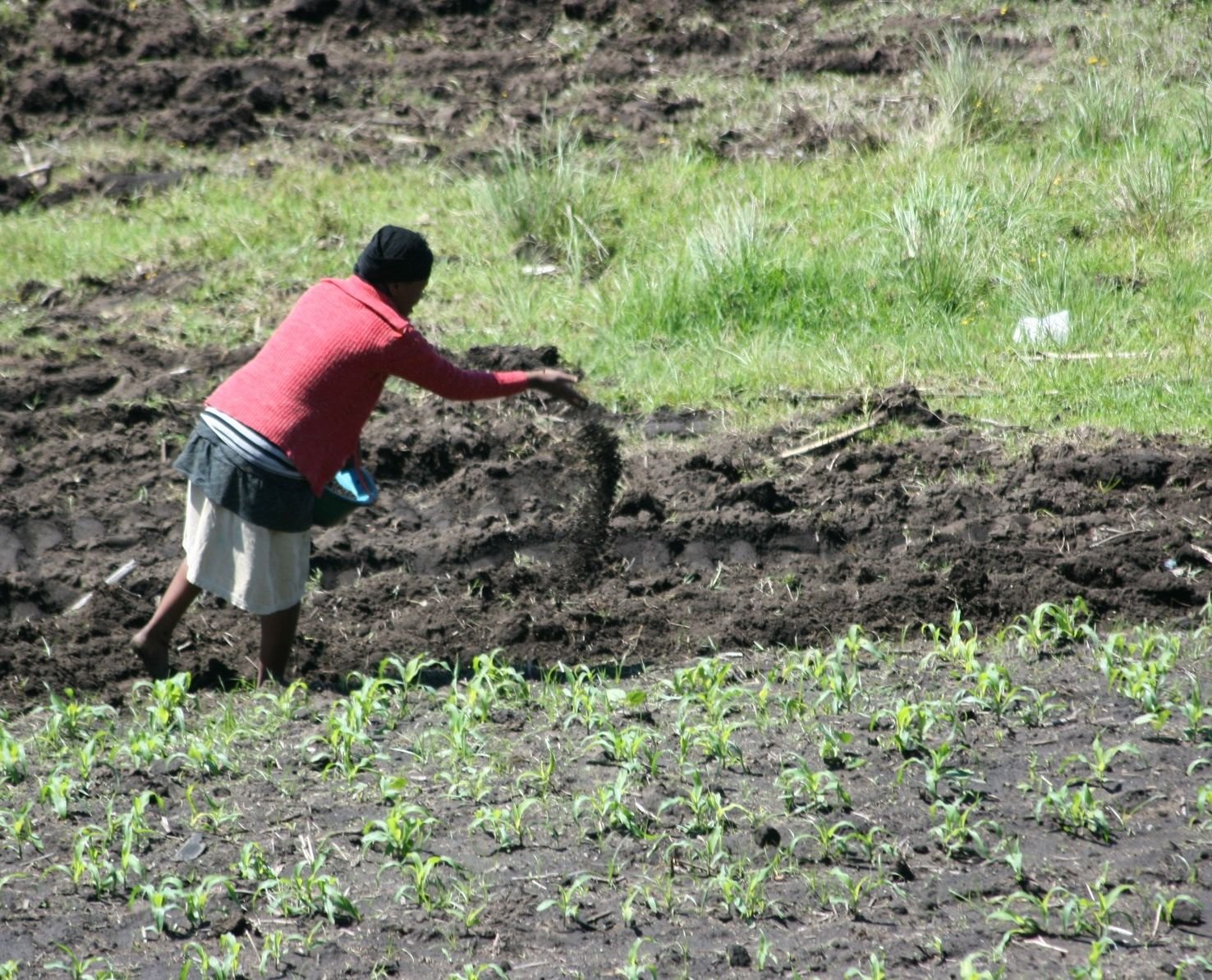 Chemical Fertilizer