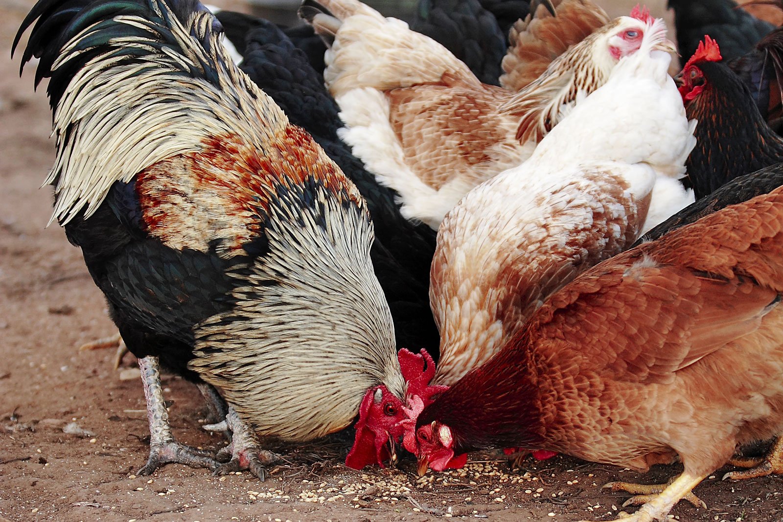 Poultry Feed