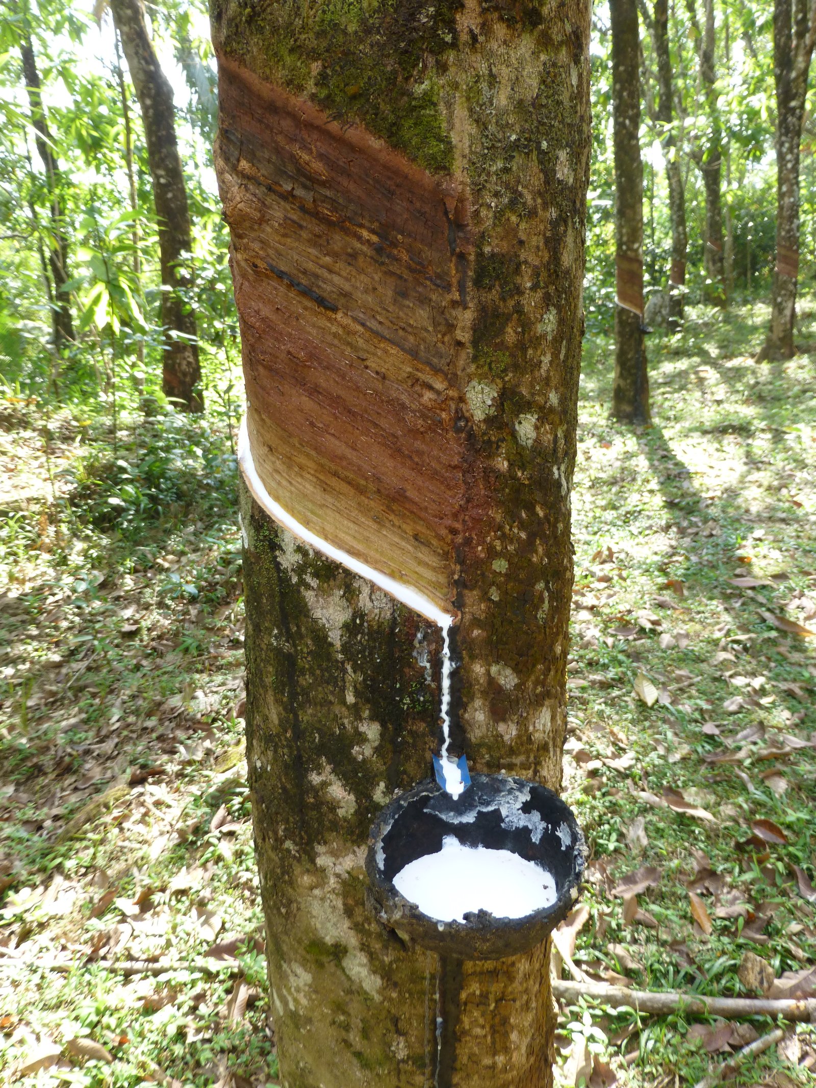Rubber Export