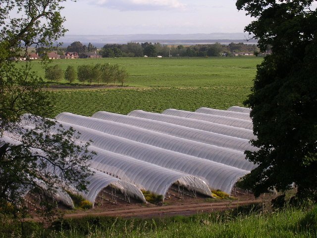 Shade Net